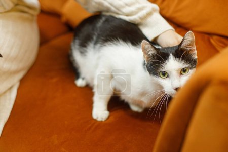Foto de Adorable gato blanco y negro sentado en el sofá en la habitación. Concepto de adopción de mascotas. Persona en suéter acogedor acariciando lindo gato asustado con emoción divertida en la cama - Imagen libre de derechos