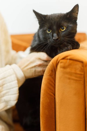 Téléchargez les photos : Adorable chat noir dans les mains de la femme assis sur le canapé dans la chambre. Concept d'adoption des animaux. Personne en pull confortable caressant chat effrayé mignon sur le lit - en image libre de droit