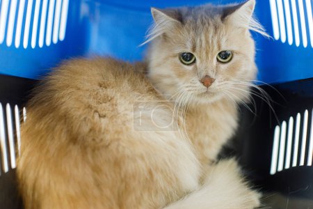 Foto de Dulce gato jengibre sentado en el portador. Adopción y rescate de mascotas. Lindo gato naranja asustado esperando en el carro de mascotas. Concepto de transporte veterinario y animal - Imagen libre de derechos