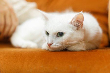 Foto de Adorable gato blanco sentado y relajándose en el sofá en la habitación. Concepto de adopción de mascotas. Persona en suéter acogedor acariciando lindo gato asustado con ojos verdes en la cama - Imagen libre de derechos