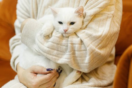 Foto de Adorable gato blanco sentado en manos de mujer en la habitación. Concepto de adopción de mascotas. Persona en suéter acogedor abrazando lindo gato asustado con ojos verdes en la cama - Imagen libre de derechos