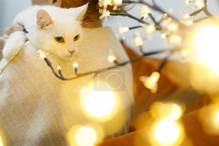 Téléchargez les photos : Chat blanc doux assis dans les mains de la femme dans la chambre avec des lumières de Noël. Concept d'adoption des animaux. Personne en pull confortable étreignant chat effrayé mignon avec les yeux verts sur le lit - en image libre de droit