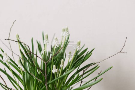 Foto de Hermoso muscari en maceta de flores de cerca sobre fondo blanco. Primeras flores de primavera. Muscari blanco y arreglo de rama, decoración floral de primavera - Imagen libre de derechos