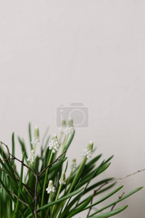 Foto de Hermoso muscari en maceta de flores de cerca sobre fondo blanco. Primeras flores de primavera. Muscari blanco y arreglo de rama, decoración floral de primavera - Imagen libre de derechos