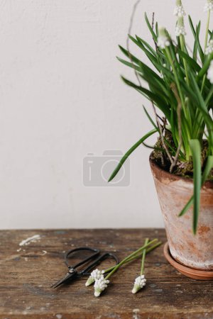 Photo for Beautiful muscari, rustic clay flower pot and scissors on aged wooden background. First spring flowers. White muscari countryside arrangement, floral spring decor - Royalty Free Image