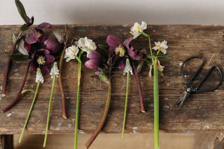 Foto de Hermoso helleborus, muscari, narcisos y tijeras sobre fondo rústico de madera. Primera primavera flores jardinería. Decoración floral de primavera, naturaleza muerta rural - Imagen libre de derechos