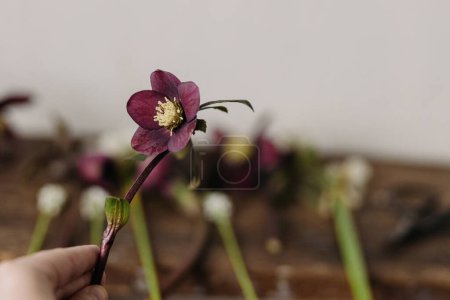 Foto de Mano sosteniendo hermoso helleborus sobre fondo rústico con flores. Primera primavera flores jardinería. Decoración floral de primavera - Imagen libre de derechos