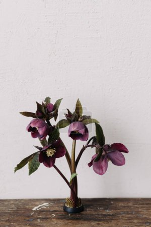 Photo for Beautiful helleborus composition on kenzan on aged wooden background. Spring rustic flowers still life. First spring flowers gardening - Royalty Free Image