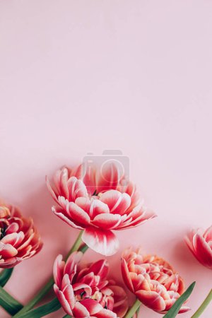 Foto de Modernos tulipanes planas sobre fondo rosa. Feliz día de San Valentín y feliz día de las madres. Elegante hermoso borde floral con espacio para el texto. Tender banner de flores rojas y rosas - Imagen libre de derechos