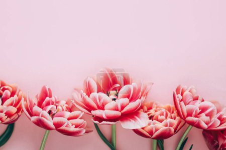 Téléchargez les photos : Les tulipes modernes à plat reposent sur un fond rose. Joyeuse Saint Valentin et joyeuse fête des mères. Belle bordure florale élégante avec espace pour le texte. Tendre bannière de fleurs rouges et roses - en image libre de droit