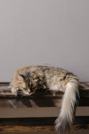 Photo for Cute tabby cat sleeping on wooden bench. Adorable cat relaxing in sunny room. Tranquility and peace concept. Pet at home. Animal banner, copy space - Royalty Free Image