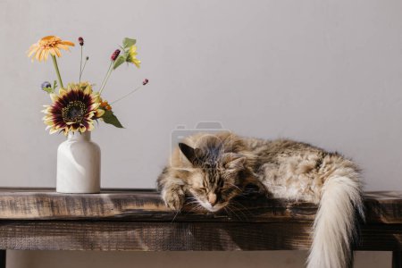 Téléchargez les photos : Mignon chat tabby dormant sur un banc en bois avec des fleurs d'été dans un vase. Adorable chat relaxant et endormi dans une pièce ensoleillée. Concept de tranquillité et de paix. Pet à la maison. Bannière animale - en image libre de droit