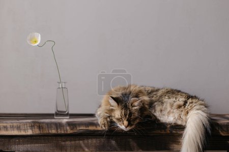 Téléchargez les photos : Adorable chat dormant sur un banc en bois avec fleur dans un vase dans une pièce ensoleillée. Portrait de mignon chat tabby doux relaxant. Concept de tranquillité et de paix. Maine coon animal domestique à la maison - en image libre de droit
