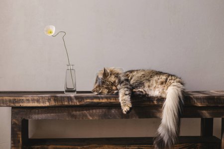Téléchargez les photos : Mignon chat tabby dormant sur un banc en bois avec fleur dans un vase. Adorable chat relaxant et endormi dans une pièce ensoleillée. Concept de tranquillité et de paix. Pet à la maison. Bannière animale - en image libre de droit