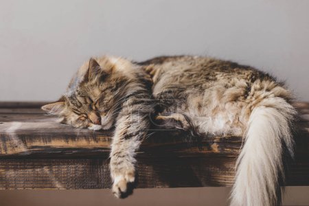 Foto de Lindo gato tabby durmiendo en un banco de madera. Adorable gato relajándose en habitación soleada. Concepto de tranquilidad y paz. Mascotas en casa. Banner de animales, espacio de copia - Imagen libre de derechos
