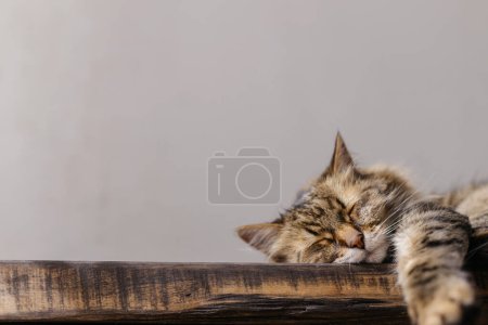 Foto de Adorable gato durmiendo en banco de madera de cerca en habitación soleada. Retrato de gato tabby dulce lindo relajante y descansando. Concepto de tranquilidad y paz. Maine coon mascota en casa. Banner de animales - Imagen libre de derechos