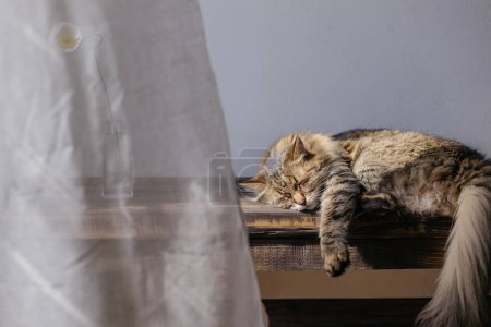 Foto de Adorable gato durmiendo en banco de madera con flor en jarrón y cortina de lino en habitación soleada. Retrato de gato tabby dulce lindo relajante. Concepto de tranquilidad y paz. Maine coon mascota en casa - Imagen libre de derechos
