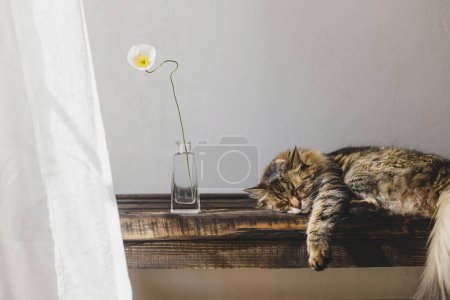 Photo for Cute tabby cat sleeping on wooden bench with flower in vase and linen curtain. Adorable cat relaxing in sunny room. Tranquility and peace concept. Pet at home. Animal banner - Royalty Free Image