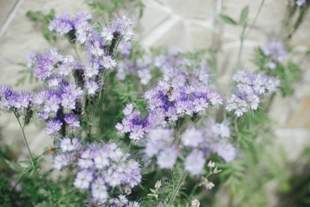 Téléchargez les photos : Fleurs Phacelia floraison dans le jardin cottage anglais. Miel Abeilles et bourdons pollinisant et volant à phacelia. Un style de vie familial. Papier peint floral - en image libre de droit