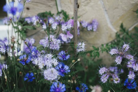 Téléchargez les photos : Magnifique bleuet et phacelia fleurissant dans le jardin cottage anglais. Gros plan de fleur violette. Papier peint floral. Homestead style de vie et jardin naturel sauvage - en image libre de droit