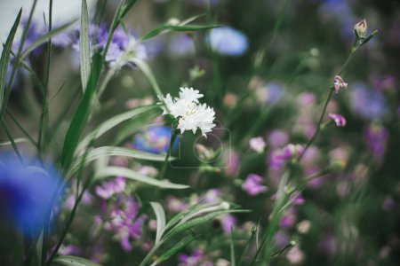 Téléchargez les photos : Belle floraison de bleuet dans le jardin cottage anglais. Gros plan du bleuet blanc et de la fleur de matiola. Papier peint floral. Homestead style de vie et jardin naturel sauvage - en image libre de droit