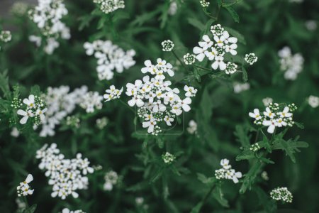 Schöne Iberis blühen im englischen Landhausgarten. Nahaufnahme der weißen Blume. Florale Tapete. Heimlicher Lebensstil und wilder, natürlicher Garten