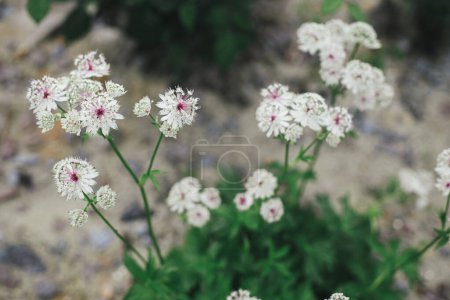 Schöne astrantia blüht im englischen Landhausgarten. Nahaufnahme von weißen astrantia großen Blume. Florale Tapete. Heimlicher Lebensstil und wilder, natürlicher Garten