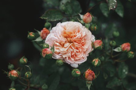 Téléchargez les photos : Belle rose fleurissant dans le jardin de chalet anglais. Gros plan de rose rose anglais fleur avec des gouttes d'eau. Papier peint floral - en image libre de droit