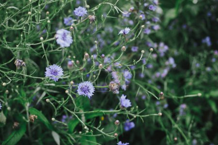 Téléchargez les photos : Belle floraison de bleuet dans le jardin cottage anglais. Gros plan de fleurs de bleuets bleus. dans l'herbe. Papier peint floral. Homestead style de vie et jardin naturel sauvage - en image libre de droit