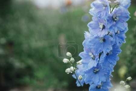 Téléchargez les photos : Delphinium floraison dans le jardin cottage anglais. Gros plan de fleurs de delphinium bleu avec des gouttes d'eau. Homestead style de vie et jardin naturel sauvage. Papier peint floral - en image libre de droit