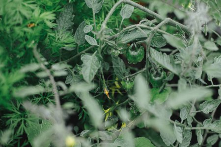 Téléchargez les photos : Les tomates plantent et fleurissent dans les gouttes d'eau dans le lit de jardin surélevé close up. Cultiver des légumes et des légumes verts cultivés dans un jardin biologique urbain. Style de vie Homestead. - en image libre de droit