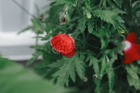 Téléchargez les photos : Beaux coquelicots fleurissant dans le jardin cottage anglais. Gros plan de la fleur de pavot rouge avec des gouttes de pluie. Papier peint floral. Homestead style de vie et jardin naturel sauvage - en image libre de droit