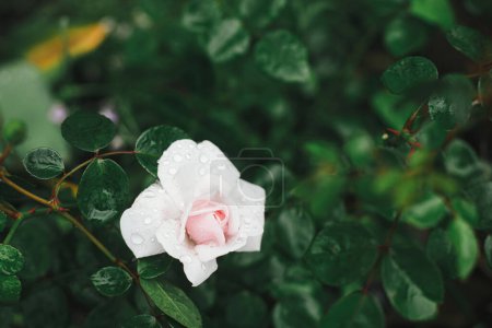 Téléchargez les photos : Belle rose fleurissant dans le jardin de chalet anglais. Gros plan de rose rose fleur avec des gouttes d'eau. Homestead style de vie et jardin naturel sauvage. Papier peint floral - en image libre de droit
