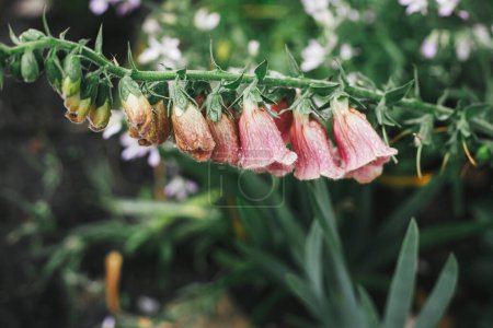 Schöne Fingerhut blüht im englischen Hüttengarten. Nahaufnahme von rosa Fingerhut-Blüten und Wassertropfen. Lebensstil auf dem Bauernhof und wilder natürlicher Garten. Florale Tapete