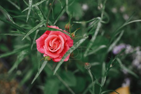 Téléchargez les photos : Belle rose fleurissant dans le jardin de chalet anglais. Gros plan de rose rose fleur. Homestead style de vie et jardin naturel sauvage. Papier peint floral - en image libre de droit