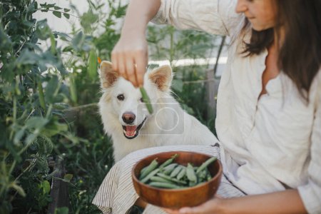 Téléchargez les photos : Femme cueillant des pois mange-tout du lit de jardin surélevé et chien blanc mignon l'aidant. Un style de vie familial. Récolte de légumes cultivés dans le jardin avec animal de compagnie - en image libre de droit