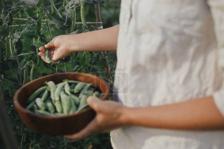 Photo for Hand picking snap peas from raised garden bed close up. Homestead lifestyle. Gathering homegrown vegetables in wooden bowl from community garden - Royalty Free Image