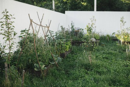 Téléchargez les photos : Lits de jardin surélevés avec légumes et légumes verts dans le jardin biologique urbain. Style de vie Homestead - en image libre de droit