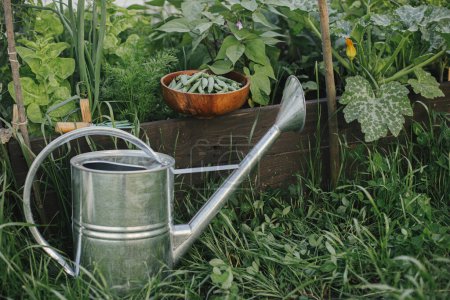 Photo for Watering can and raised garden bed with salad, chard and snap peas. Homestead lifestyle. Growing home grown vegetables and salad in urban organic garden - Royalty Free Image