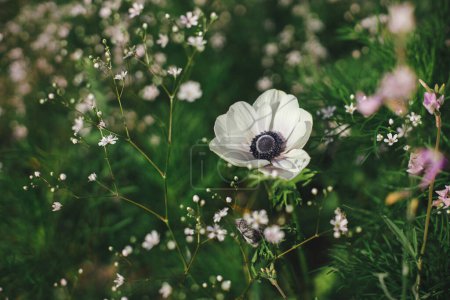 Beautiful anemone and gypsophila blooming in english cottage garden. Close up of white anemone among gypsophila flowers. Floral wallpaper. Homestead lifestyle and wild natural garden
