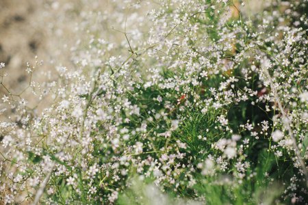 Téléchargez les photos : Belle gypsophila floraison dans le jardin cottage anglais. Gros plan des fleurs blanches du souffle du bébé. Papier peint floral. Homestead style de vie et jardin naturel sauvage - en image libre de droit