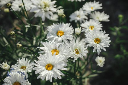 Photo for Beautiful leucanthemum blooming in english cottage garden. Close up of white daisy flowers. Floral wallpaper. Homestead lifestyle and wild natural garden - Royalty Free Image