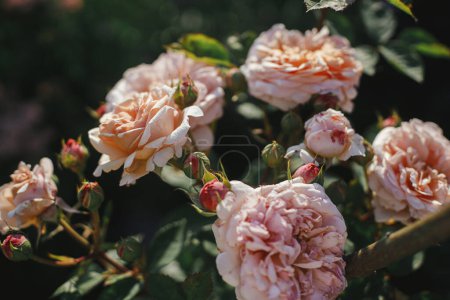 Téléchargez les photos : Belle rose fleurissant dans le jardin de chalet anglais. Gros plan de la fleur rose anglaise. Papier peint floral - en image libre de droit