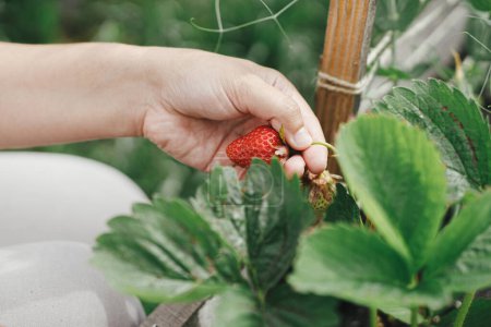 Téléchargez les photos : Femme cueillant des fraises dans un lit de jardin surélevé. Récolte de baies naturelles fraîches dans un jardin bio urbain. Style de vie Homestead - en image libre de droit