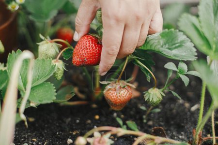 Photo for Woman picking strawberry from raised garden bed close up. Gathering fresh natural berries in urban organic garden. Homestead lifestyle - Royalty Free Image