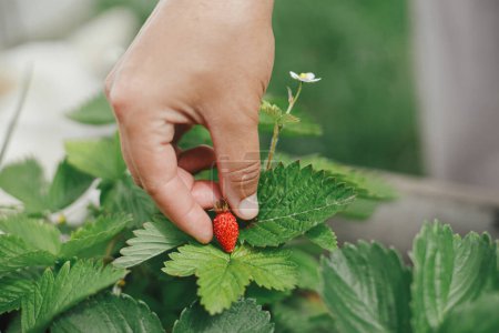 Téléchargez les photos : Cueillette à la main de fraises biologiques dans un lit de jardin surélevé. Un style de vie familial. Récolte de baies cultivées dans le jardin communautaire - en image libre de droit