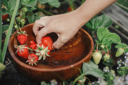 Téléchargez les photos : Femme cueillant des fraises dans un lit de jardin surélevé. Récolte de baies naturelles fraîches dans un jardin bio urbain. Style de vie Homestead - en image libre de droit