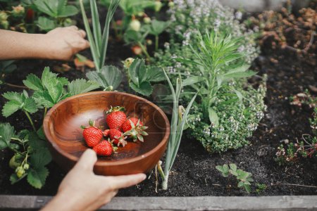 Téléchargez les photos : Cueillette à la main de fraises biologiques dans un lit de jardin surélevé. Un style de vie familial. Récolte de baies cultivées dans un bol en bois du jardin communautaire - en image libre de droit