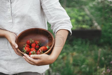 Téléchargez les photos : Mains tenant des fraises biologiques dans un bol du lit de jardin surélevé. Un style de vie familial. Récolte de baies cultivées dans le jardin communautaire - en image libre de droit