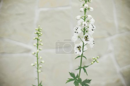 Téléchargez les photos : Delphinium floraison dans le jardin cottage anglais. Gros plan de fleurs blanches de delphinium. Homestead style de vie et jardin naturel sauvage. Papier peint floral - en image libre de droit